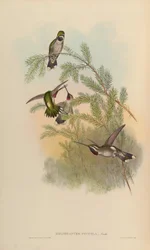 Heliomaster pinicola = Heliomaster constantii
